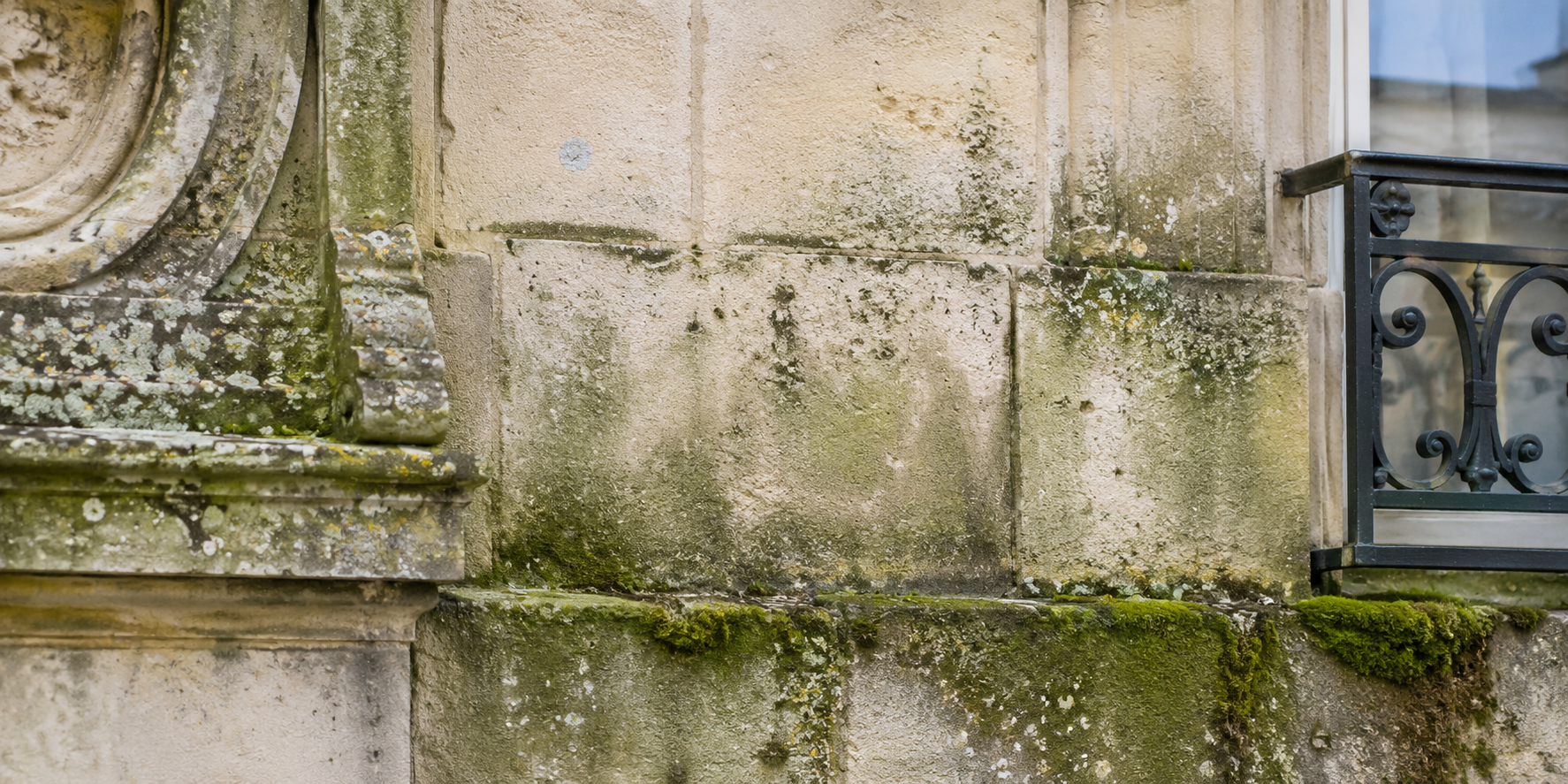 Mousses lichens et algues sur façade à Bordeaux
